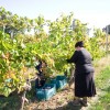 Sagrantino harvesting